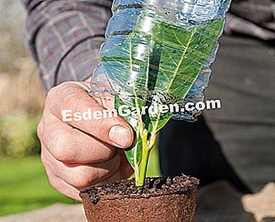 Keratan: jenis keratan - (keratan) F. Marre - EsdemGarden