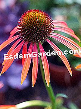 Echinacea, piante perenni d'estate - (echinacea) F. Marre - EsdemGarden