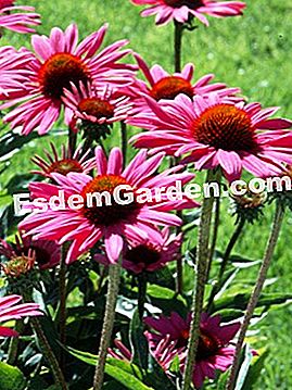 Echinacea, piante perenni d'estate - (estate) Echinacea 'Elton Knight'