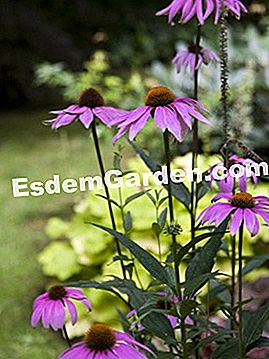 Echinacea, piante perenni d'estate - (echinacea) Echinacea