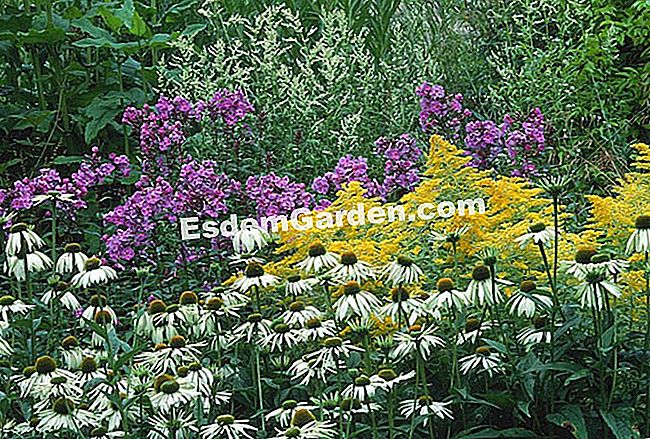 Echinacea purpurea 'Alba': kako ga uzgajati - alba Echinacea purpurea 'Alba'