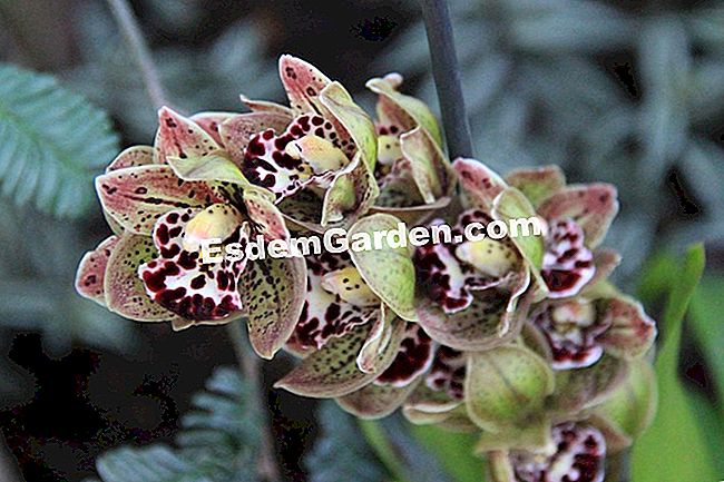 Izložba Mille et une orhideje 2017. u slikama - 2017 Cymbidium 'Vogelova magija'
