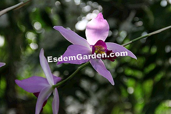Izložba Mille et une orhideje 2017. u slikama - phalaenopsis Laelia pretk