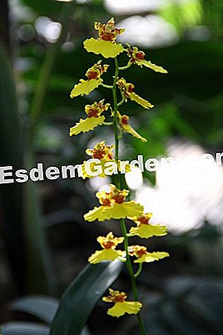 Izložba Mille et une orhideje 2017. u slikama - phalaenopsis Oncidium