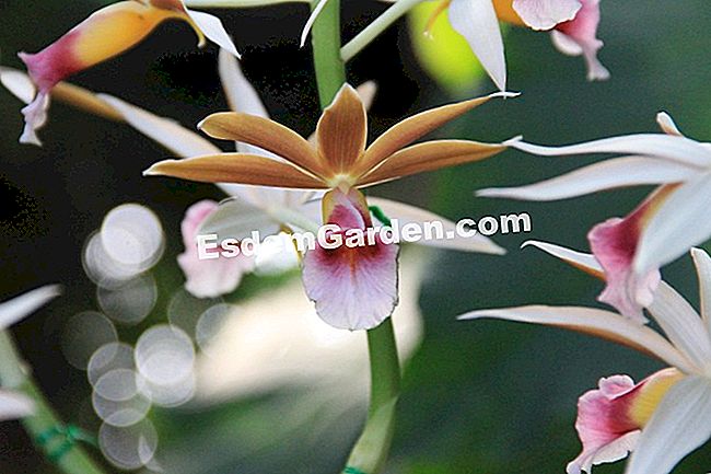 Izložba Mille et une orhideje 2017. u slikama - phalaenopsis Phaius wallichii