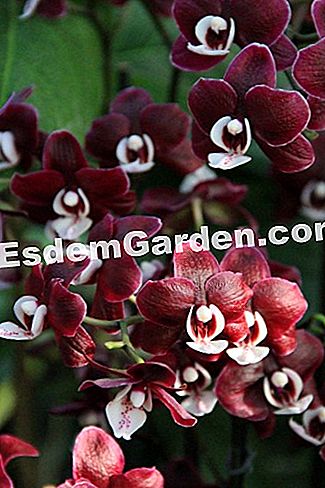 Izložba Mille et une orhideje 2017. u slikama - izložba Phalaenopsis 'Elegantni Kaoda Twinkle'