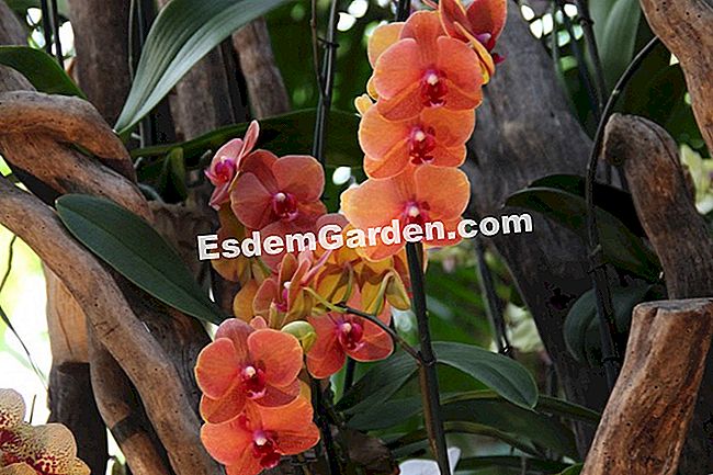 Izložba Mille et une orhideje 2017. u slikama - mille Phalaenopsis 'Surf pjesma'