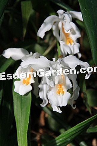 Izložba Mille et une orhideje 2017. u slikama - phalaenopsis Coelogyne cristata