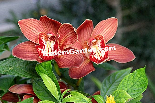 Izložba Mille et une orhideje 2017. u slikama - phalaenopsis Cymbidium 'Red Beauty Toulouse'