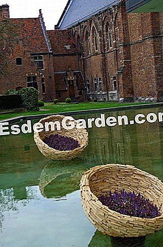 Ghent Floralies 2016 - (Big-Bigard) Bakul bunga terapung