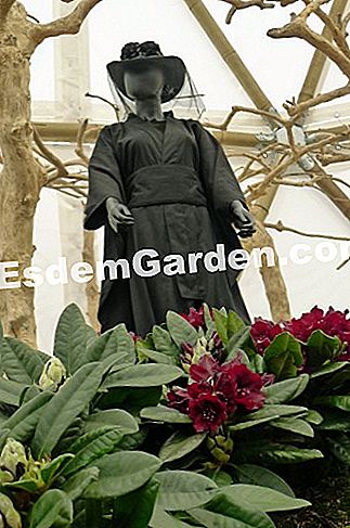 Ghent Floralies 2016 - (Castle) Rhododendron 'Black Widow'