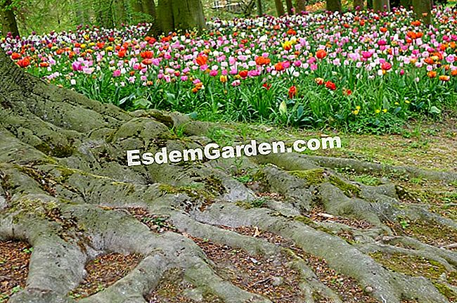 Ghent Floralies 2016 - (ghent) Permaidani tulip berwarna