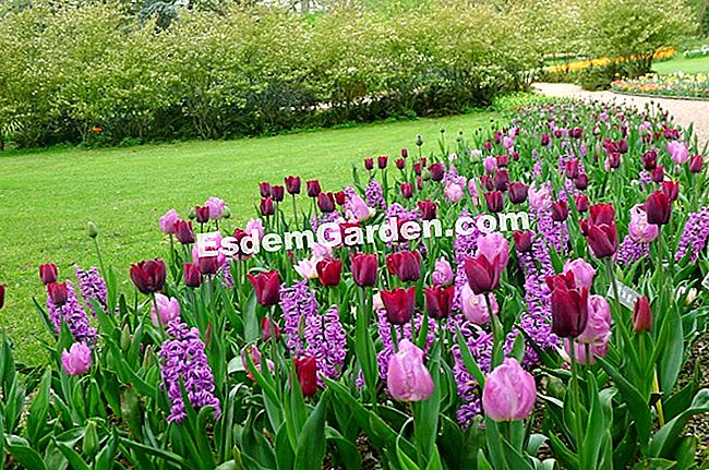 Ghent Floralies 2016 - (floralies) Katil tulip dengan nada ungu