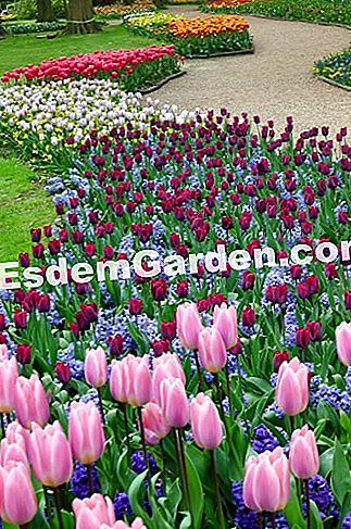Ghent Floralies 2016 - (Castle) Sepucuk tulip dalam pelbagai warna