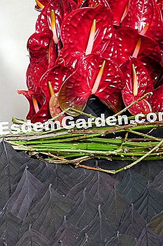 Ghent Floralies 2016 - (ghent) Perincian pasu dedaunan dan anthurium