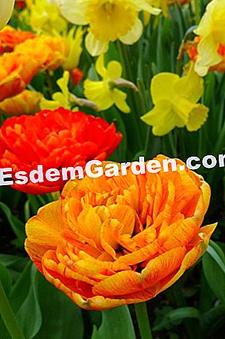 Ghent Floralies 2016 - (Big-Bigard) Tulipa Dubbel Laat 'Sunlover'