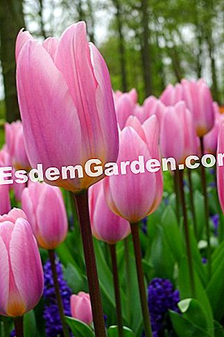 Ghent Floralies 2016 - (ghent) Tulipa Dubbel Vroeg 'Light And Dreamy'