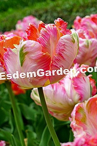 Ghent Floralies 2016 - (floralies) Tulipa Parkiet 'Apricot Parrot'