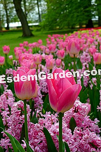 Ghent Floralies 2016 - (floralies) Tulipa Triumph 'Dinasty'