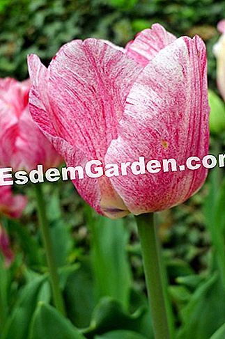 Ghent Floralies 2016 - (ghent) Tulipa Triumph 'Hemisphere'