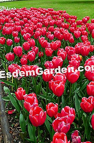 Ghent Floralies 2016 - (Big-Bigard) Tulipa Triumph 'Kung Fu'