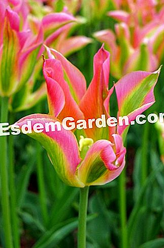 Ghent Floralies 2016 - (Castle) Tulipa viridiflora 'Greenland'