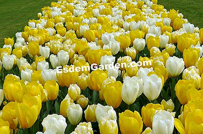 Ghent Floralies 2016 - (Big-Bigard) Katil bunga tulip kuning dan putih