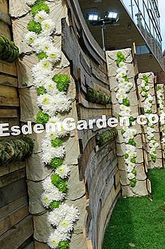 Ghent Floralies 2016 - (Big-Bigard) Palisade kayu dan krisan