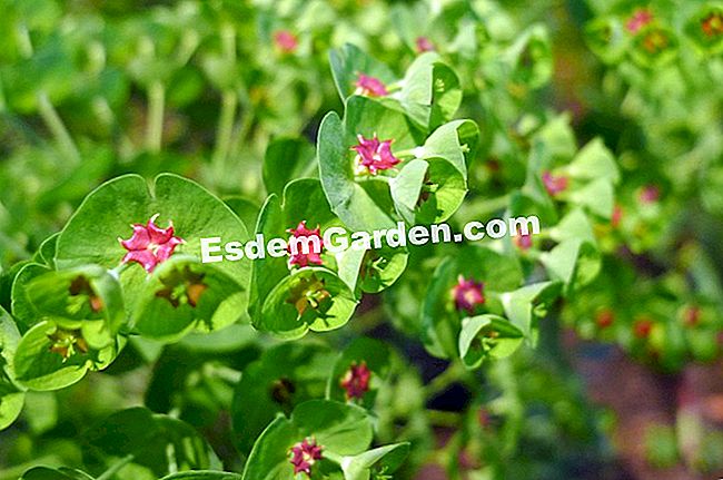 Ghent Floralies 2016 - (brussels) Perincian bunga euphorbia