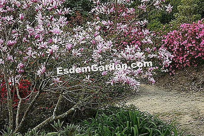 Flori de primavara: azalee japoneza si magnolie. - (primavara) Flori de primavara: azalee japoneza si magnolie.