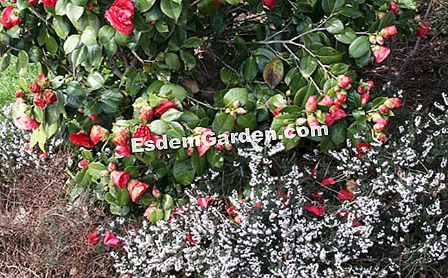Bunga musim bunga: heather dan camellia - (musim) Persatuan untuk tanah ladang