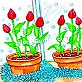 Memaksa tulip - (memaksa) Tunggu perkembangan tangkai bunga
