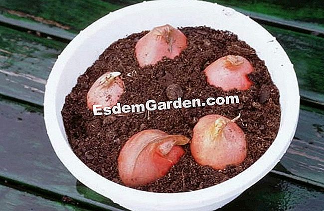 Memaksa tulip - (untuk) P.Sanchez - EsdemGarden