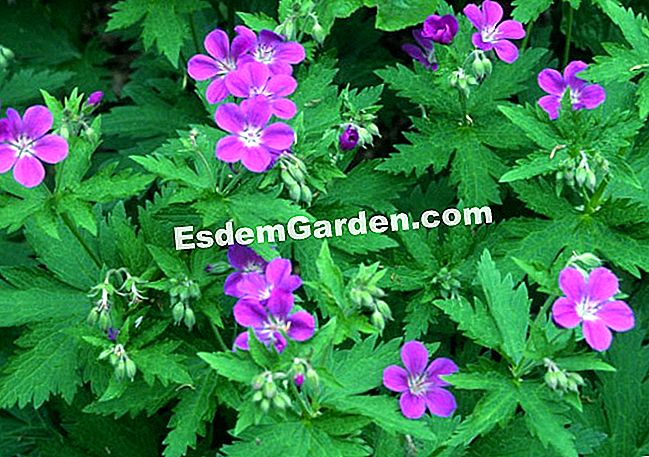 Geranium 'abedul lila' - (geranio) Geranium 'abedul lila'