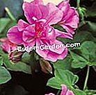 Geranium: nilai selamat - (atau) Geranium Pac 'Améliot'