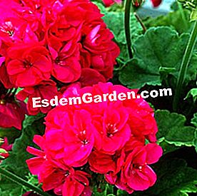 Geranium: nilai selamat - (geraniums) Geranium 'Gaillac'