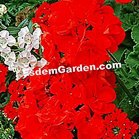Geranium: nilai selamat - (wangi) Geranium Americana 'Red'