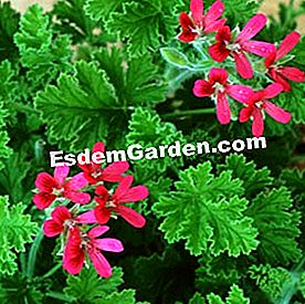 Geranium: nilai selamat - (atau) Geranium 'Concolour Lace'