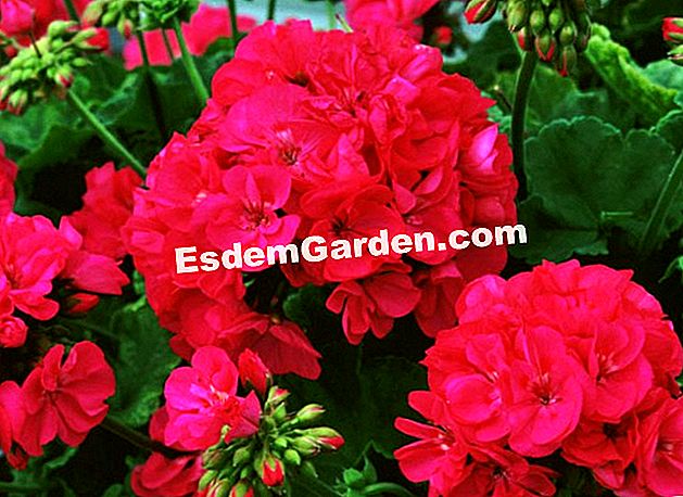 Geranium: nilai selamat - (wangi) Pelargonium zonal 'gaillac', musim panas berbunga musim bunga yang indah - Ets Benoist - F. Marre - EsdemGarden