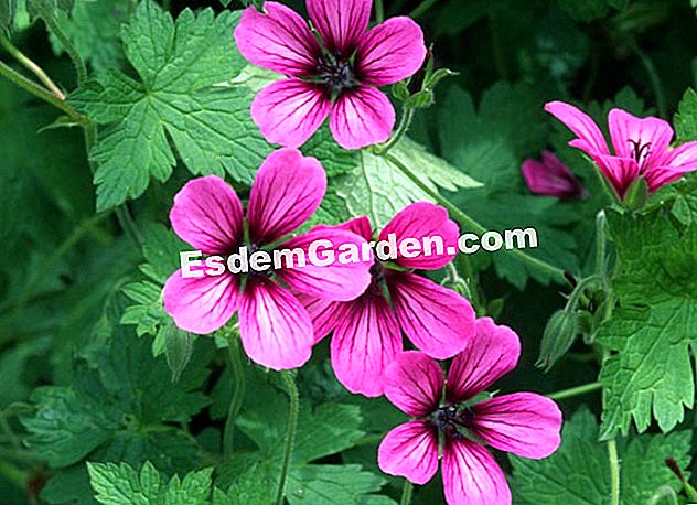 Geranium 'Sue Crûg' - (geranio) Geranium 'Sue Crûg'