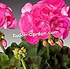 Geraniums: ποικιλίες που ανακαλύπτουν - ποικιλίες Fidelity 'XL Αντίκες ροζ'