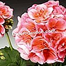 Geraniums: ποικιλίες που ανακαλύπτουν - πολύ Fidelity 'Light Salmon'