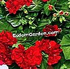 Geraniums: ποικιλίες που ανακαλύπτουν - πολύ Pac 'Tomgirl'