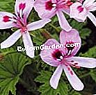 Geraniums: ποικιλίες που ανακαλύπτουν - πολύ αρωματώδης χλόη