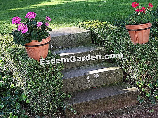 Geraniums: ποικιλίες που ανακαλύπτουν - geraniums Το