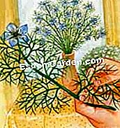 Coseche y conserve el nigelle de damasco - (cápsulas) Mantenga el nigelle en ramos de flores