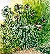 Coseche y conserve el nigelle de damasco - (conserve) Cosecha las cápsulas