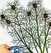 Coseche y conserve el nigelle de damasco - (nigelle) Cortar los tallos