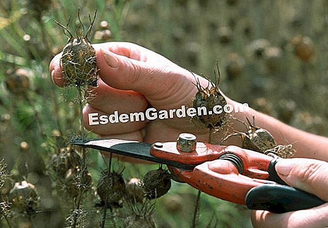 Coseche y conserve el nigelle de damasco - (nigelle) Coseche y conserve el nigelle de damasco
