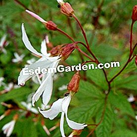 Gillenia trifoliata, nježnost i robusnost - trifoliata Zasluga: N. Vialard